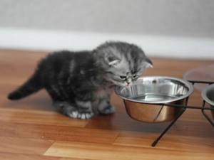 Котенок не будет пить воду, если она грязная