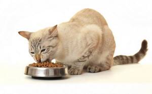 Котенок не ест сухой корм