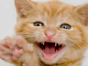 Котёнок с молочными зубами.jpg