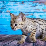 Котенок саванны