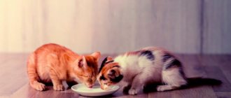 kittens - 3 months