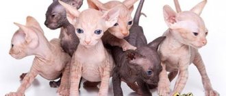 Don Sphynx kittens