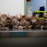 Котята мейн-кунов
