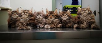 Maine Coon kittens