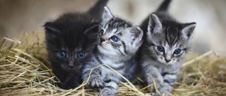 Kittens