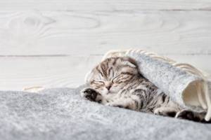 Котятам часто снятся сны, поэтому спящие малыши могут перебирать лапками, мяукать и проявлять другую активность.