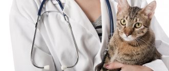 Blood in a cat's stool - what to do and how to treat it