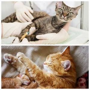 Кровяные выделения у кошки до и после родов