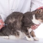 Кровяные выделения у кошки после родов- что делать