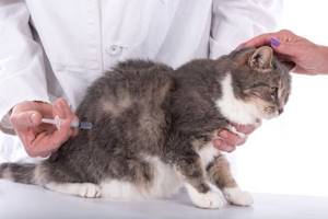 Кровяные выделения у кошки после родов- что делать