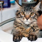 Купание кошек породы Мейн-кун