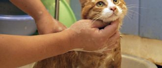 Купание редко доставляет этим животным удовольствие