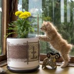 Курильский короткохвостый котёнок фото.jpg