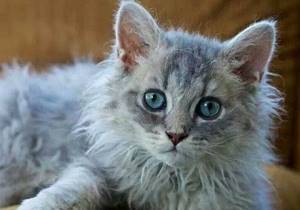 Лаперм-кошка-Описание-особенности-виды-характер-уход-и-цена-породы-лаперм-5