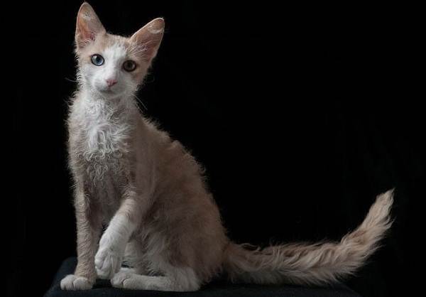 Лаперм-кошка-Описание-особенности-виды-характер-уход-и-цена-породы-лаперм-7