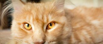 laryngitis in cats treatment at home