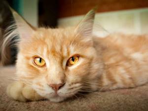ларингит у кота лечение в домашних условиях
