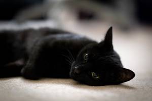 Лечение бронхита у кошек медикаментами