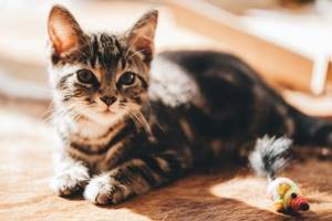 Лечение гастрита у кошек