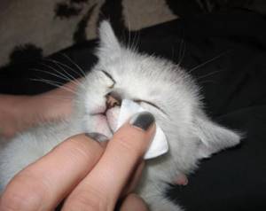 Лечение глаз кошки