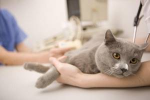 лечение хламидиоза у кошек