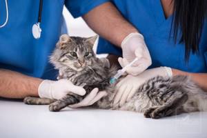 лечение кальцивироза у кошек