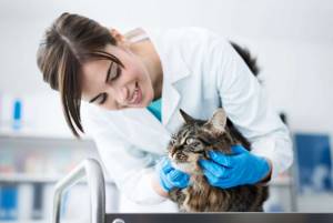 Лечение кошки котэрвином