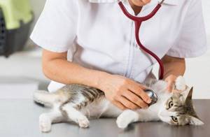 Лечение кошки с мкб