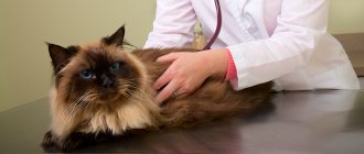 Treatment of mastitis in cats