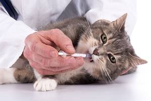 Лечение паротита у кошки