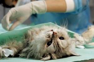 Лечение пиометры кошек.jpg