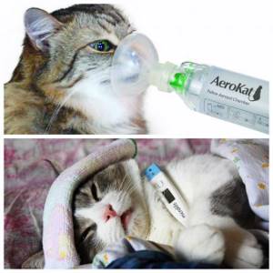 Лечение плеврита у кошек