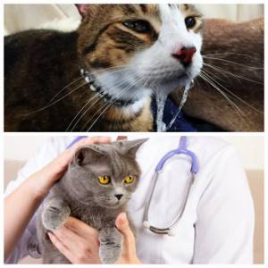 Лечение туберкулеза у кошки