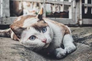 Лейкемия у кошки
