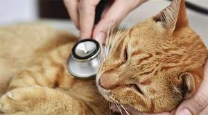 Лекарственные препараты для лечения кошки должен подобрать врач, не стоит здесь проявлять излишнюю самостоятельность.