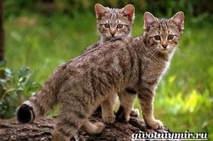 Лесной-кот-Образ-жизни-и-среда-обитания-лесного-кота-10