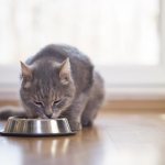 Лучший корм эконом-класса для кошек: рейтинг, обзор лучших, составы, советы по выбору