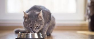 Лучший корм эконом-класса для кошек: рейтинг, обзор лучших, составы, советы по выбору