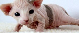 лысые коты