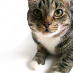 Любопытный кот