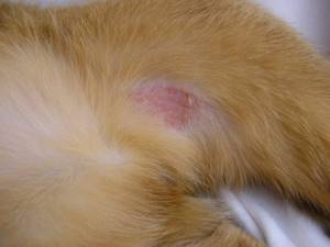 Малассезия грибок у кошек основные проявления и методы лечения