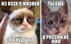 Мемы с грустным котом.