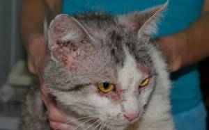 Милиарный дерматит у кошки