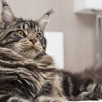 Many people see similarities between raccoons and Maine Coons