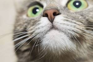 Мочка носа кота лишь часть обширной обонятельной системы, с которой неразрывно связана жизнь питомца