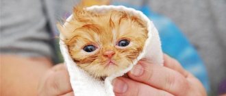 Wet kitten