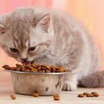 Можно ли кормить котенка взрослым кормом