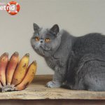 Можно ли кошкам и котам бананы? - ZdavNews