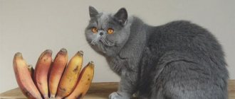 Can cats and kittens have bananas? - ZdavNews