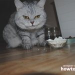 Можно ли кошкам и котам давать творог? - ZdavNews